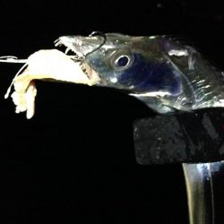 タチウオは釣れるが…